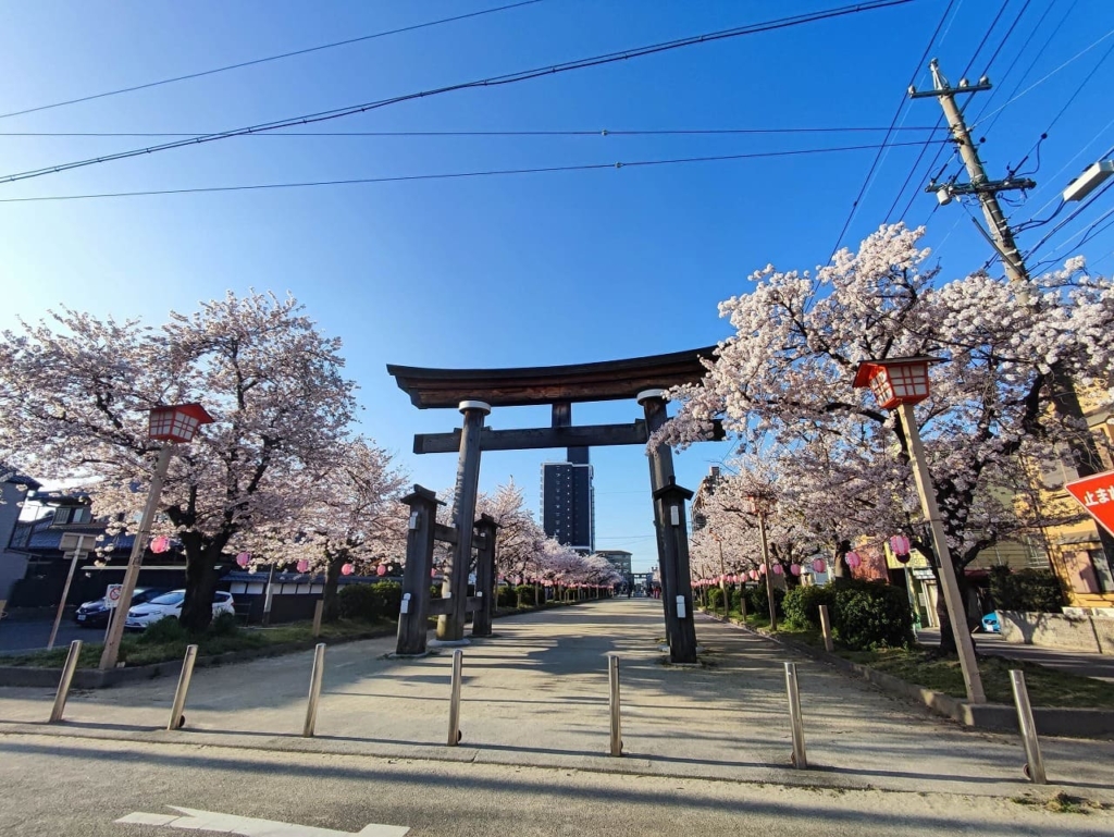 国府宮神社参道の桜並木　令和4年4月5日撮影